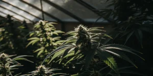 Cannabis plants in the flowering stage growing inside a greenhouse under low natural light conditions.