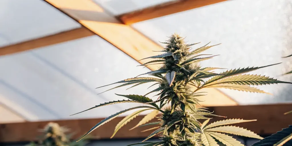Cannabis plant top cola in flowering stage illuminated by natural greenhouse light.