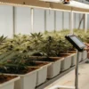 Cannabis plants growing in a high-tech indoor cultivation room monitored by a researcher using a digital tablet.