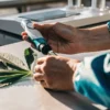 Scientist using a handheld refractometer to measure brix levels in a fresh cannabis leaf on a laboratory table.