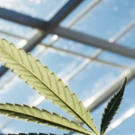 Close-up of a healthy cannabis leaf under natural light inside a greenhouse structure