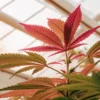 Cannabis plant with red and green leaves growing indoors under greenhouse lighting.