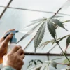 Gardener spraying a cannabis plant leaf with a foliar solution inside a greenhouse during plant care.