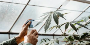 Gardener spraying a cannabis plant leaf with a foliar solution inside a greenhouse during plant care.