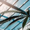 Cannabis leaf silhouetted against greenhouse glass roof with natural backlight