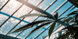 Cannabis leaf silhouetted against greenhouse glass roof with natural backlight