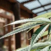 Close-up of a healthy cannabis leaf growing inside a greenhouse under natural light.