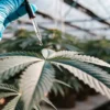 Close-up of a gloved hand applying liquid with a dropper onto a healthy cannabis leaf inside a greenhouse laboratory.