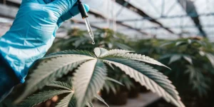 Close-up of a gloved hand applying liquid with a dropper onto a healthy cannabis leaf inside a greenhouse laboratory.