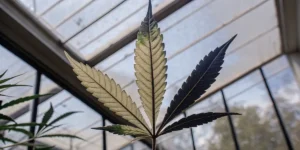 Cannabis leaf showing nutrient deficiency symptoms under greenhouse conditions