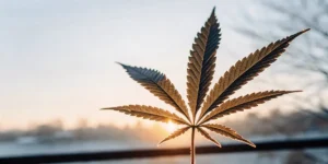 Silhouetted cannabis leaf with dew drops glowing at sunrise in a calm outdoor setting.
