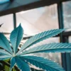 Healthy cannabis leaf under greenhouse light with visible veins and natural texture