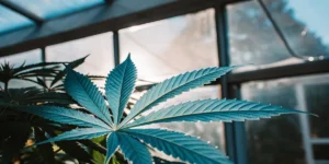 Healthy cannabis leaf under greenhouse light with visible veins and natural texture