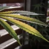 Cannabis leaf showing yellowing and green tones under indoor light, highlighting nutrient stress and leaf structure.