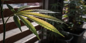 Cannabis leaf showing yellowing and green tones under indoor light, highlighting nutrient stress and leaf structure.