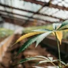 Cannabis leaf showing yellowing edges in a greenhouse grow bed with rows of plants under natural light.