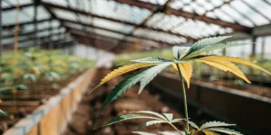 Cannabis leaf showing yellowing edges in a greenhouse grow bed with rows of plants under natural light.