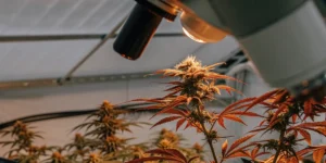 Cannabis plant analyzed under a microscope in an indoor cultivation facility during the flowering stage.