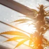 Cannabis plant backlit by sunlight inside a greenhouse during late flowering stage