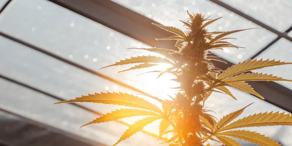 Cannabis plant backlit by sunlight inside a greenhouse during late flowering stage