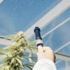 Refractometer measuring brix levels on a mature cannabis plant inside a greenhouse.