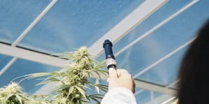 Refractometer measuring brix levels on a mature cannabis plant inside a greenhouse.