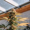 Cannabis plant in advanced flowering stage with dense buds inside a greenhouse
