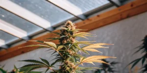 Cannabis plant in advanced flowering stage with dense buds inside a greenhouse