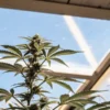 Cannabis plant in flowering stage growing inside a sunlit greenhouse with visible buds and healthy green leaves.