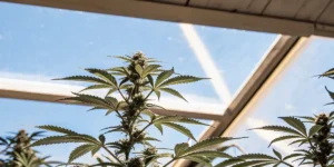 Cannabis plant in flowering stage growing inside a sunlit greenhouse with visible buds and healthy green leaves.
