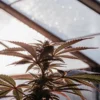 Cannabis plant in early flowering stage backlit by sunlight inside a greenhouse, highlighting leaf structure and bud development.