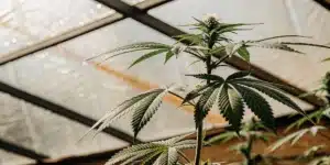 Cannabis plant growing in a greenhouse during the flowering stage under diffused natural light.