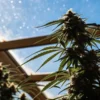 Cannabis plant growing in a sunlit greenhouse with natural light filtering through the glass roof