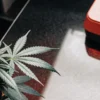 Cannabis plant placed next to laboratory testing equipment during scientific analysis