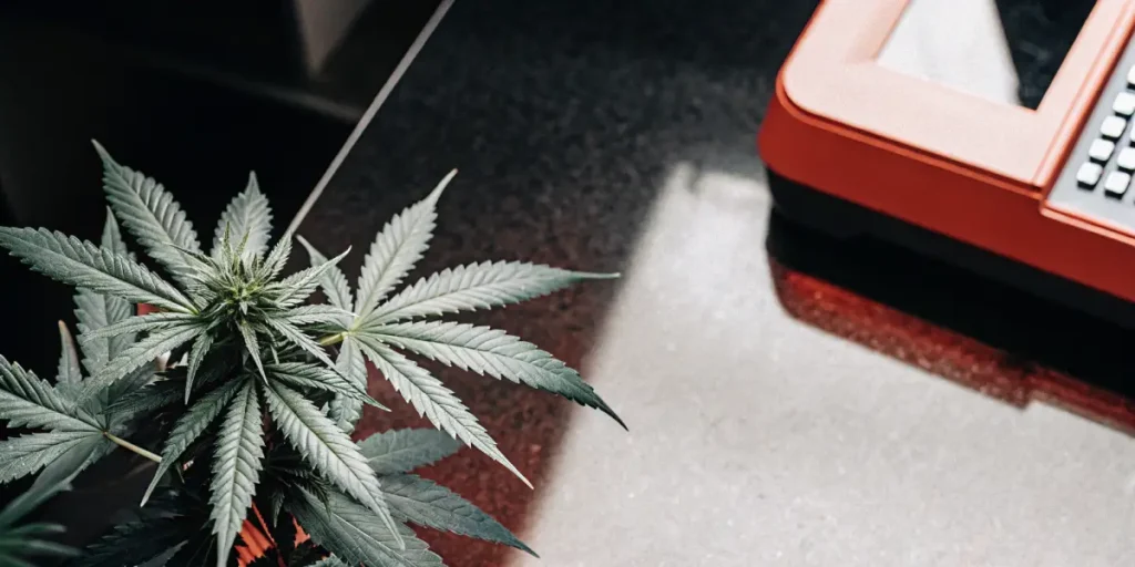Cannabis plant placed next to laboratory testing equipment during scientific analysis