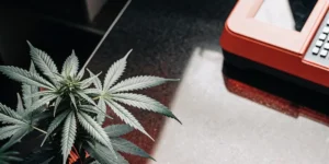 Cannabis plant placed next to laboratory testing equipment during scientific analysis