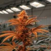 Cannabis plant with orange-tinged leaves flowering indoors under artificial grow lights.