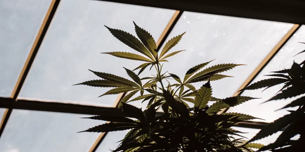 Silhouette of a cannabis plant growing in a greenhouse with sunlight filtering through glass panels
