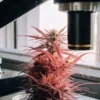 Cannabis plant under a microscope during laboratory analysis of flower structure and trichome development.
