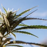 Cannabis plant with dew drops on the leaves under a clear blue sky during early flowering