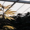 Cannabis plant with yellowing leaves growing inside a greenhouse under natural sunlight.