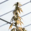 Cannabis plant with yellowing leaves growing inside a sunlit greenhouse during late growth stage