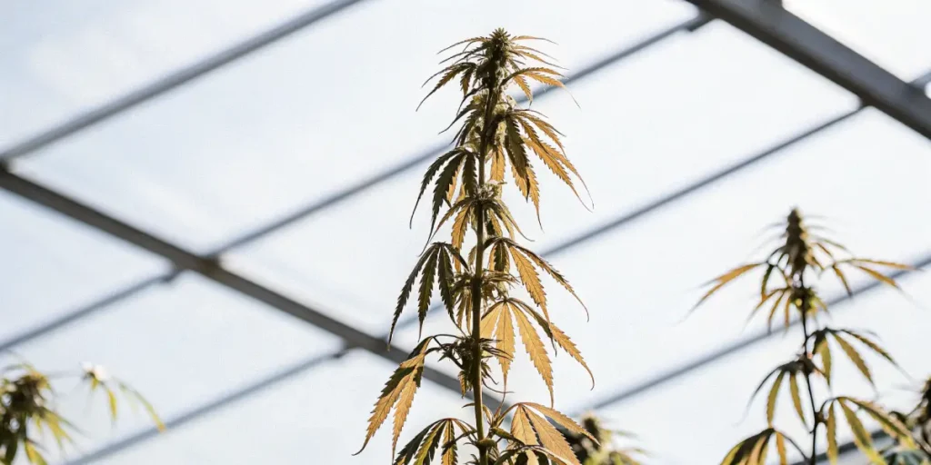 Cannabis plant with yellowing leaves growing inside a sunlit greenhouse during late growth stage