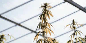 Cannabis plant with yellowing leaves growing inside a sunlit greenhouse during late growth stage