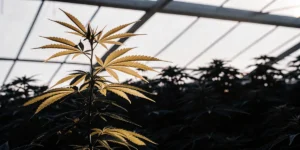 Cannabis plant with yellowing leaves growing inside a greenhouse under natural sunlight.