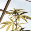 Cannabis plant with yellowing leaves growing in a greenhouse under strong backlight