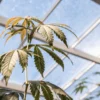 Cannabis plant with yellowing leaves growing under a glass greenhouse roof