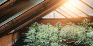 Cannabis plants growing in an attic-style greenhouse illuminated by natural sunlight during the flowering stage.