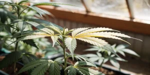 Cannabis seedling in early growth stage showing healthy green leaves under natural greenhouse light.