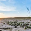 Cannabis seeds scattered on cracked arid soil under a warm sunset sky